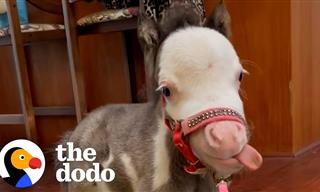 Meet Pea, the Cutest and Smallest Horse in the World!