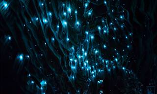 Who Knew Glowworms Could Produce Such a Stunning Scene?