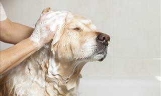 Taking Care of Your Dog's Skin and Coat