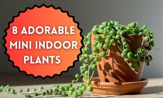Try These Tiny Plants to Build the Cutest Indoor Garden
