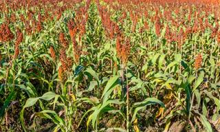 All About Sorghum: Nutritional Profile and Recipes