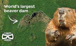 This Huge Beaver Dam Can Be Seen from Space!