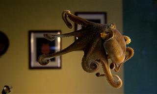 My Octopus Friend
