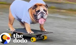 CUTE! This Bulldog Just Can’t Part With His Skateboard!
