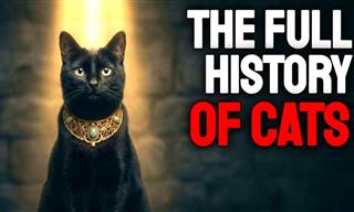 Documentary: The Entire History of Cats