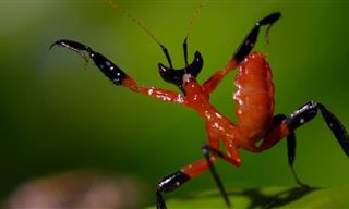 Unbelievable Nature Footage - Mantis Outsmarts Predator