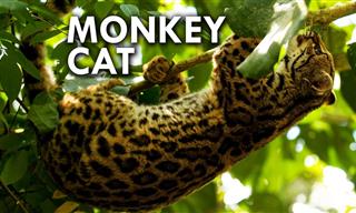 This Wild Cat Behaves Like a Monkey!