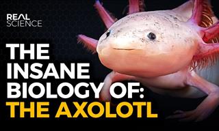 Nature’s Wonders: Axolotls Have the Most INSANE Features