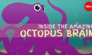Take a Dive inside the Amazing Brain of the Octopus