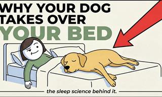 The Psychology of Dogs that Sleep With Their Humans