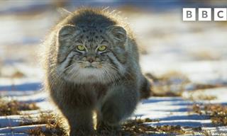 Pallas's Cat: The Enigmatic Hunter of the Highlands
