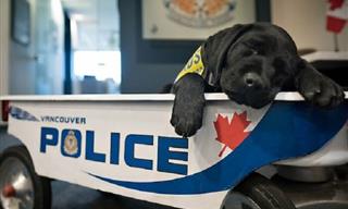 Meet the Cutest New Batch Of Police Puppies! (17 Pics)