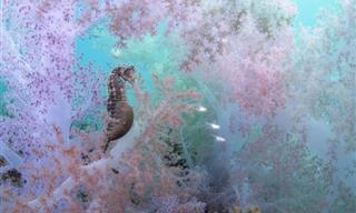 14 Photos From Australia's Nature Photographer of the Year