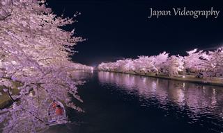 Incredible Cherry Blossom Bloom at Hirosaki Park in Japan