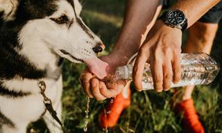 Heat Stress in Dogs - Learn How to Act Properly