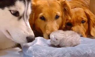 Adorable! When Three Dogs Met Their Friend’s Cute Kitten
