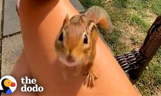 Charlie the chipmunk Gets Jealous Over Its Favorite Human