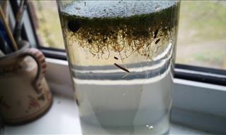 What Happens When You Keep a Jar of Pond Water?
