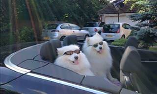 Cute and Adorable Samoyeds