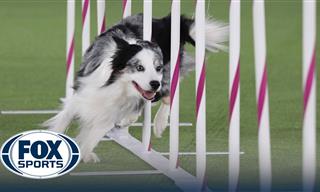 Watch These Dogs Perform Some INSANE Sports Stunts
