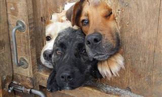 23 Cute Dogs That Put Their Noses Through Holes in Fences