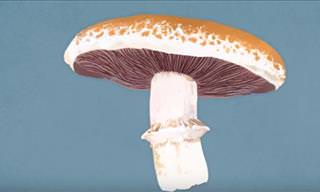 How Long Does it Take For a Mushroom to Lose its Tenderness?