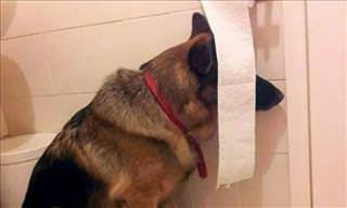 15 of the Silliest Dogs You'll Ever See