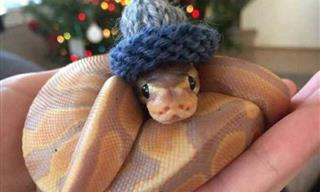 The Cutest Photos of 16 Snakes with Hats!