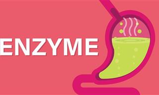Medical Lesson: What ARE Enzymes?