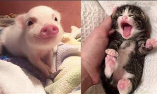 Cute Baby Animals: Reckless, Funny and SO Adorable!