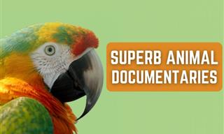 10 Spectacular Animal Documentaries You’ve Got to See!