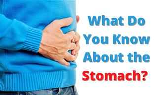 QUIZ: What Do You Know About the Stomach?