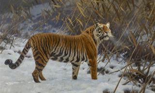 Tiger Artworks Through Time: 12 Majestic Paintings