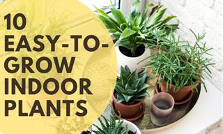 10 Pretty Houseplants That Are Nearly Impossible to Kill