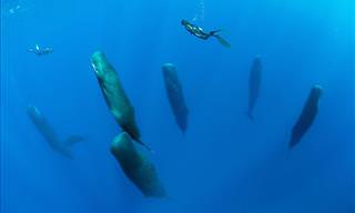 See Amazing Photographs of Sleeping Sperm Whales
