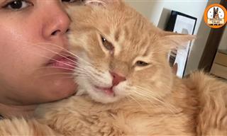 Leo the Cat Talked "Too Much" Until He Found His Person...