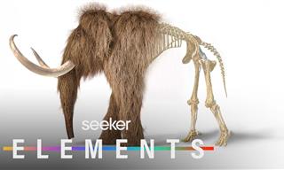 These Scientists Want to Bring Mammoths Back, But Why?