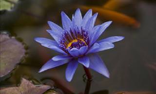 Lotus Flower - History, Symbolism and Growing Tips
