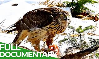 Documentary: Explore the Exotic Wildlife of the Swiss Alps