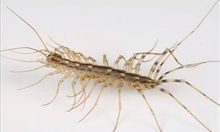 Stop Killing Centipedes in Your Home! Here's Why...