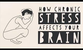 Is Stress Affecting Your Brain? Here's How it All Works!