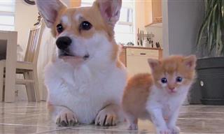 Adorable Story: Mommy Dog and a Baby Kitten...
