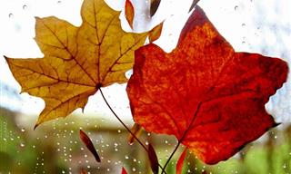 7 DIY Projects With Fall Leaves, Including Preservation Methods