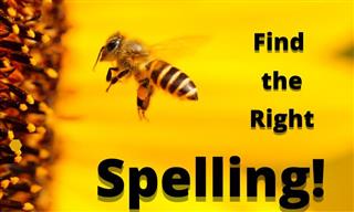 Can You Pass This Stinging Spelling Bee?