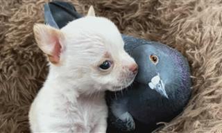 This Smart and Cuddly Pigeon Raises Rescue Puppies