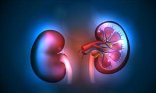Natural Products for Good Kidney Health