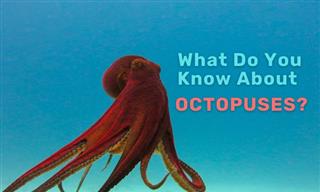 QUIZ: What Do You Know About the Octopus?
