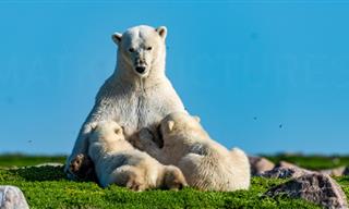 Sneak a Look Into the Touching Life of a Polar Bear Family