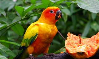 10 Most Beautiful Parrots In The World