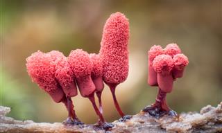 Macrophotography of Slime Fungi by Alison Pollack and Barry Webb